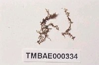 藏品(二列鶴嘴苔)的圖片